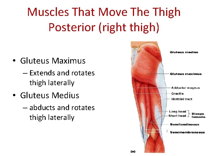 Muscles That Move Thigh Posterior (right thigh) • Gluteus Maximus – Extends and rotates