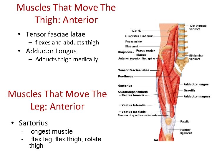 Muscles That Move Thigh: Anterior • Tensor fasciae latae – flexes and abducts thigh