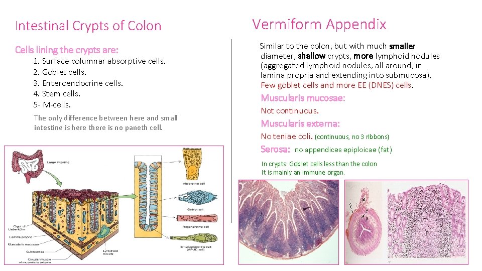 Intestinal Crypts of Colon Cells lining the crypts are: 1. Surface columnar absorptive cells.