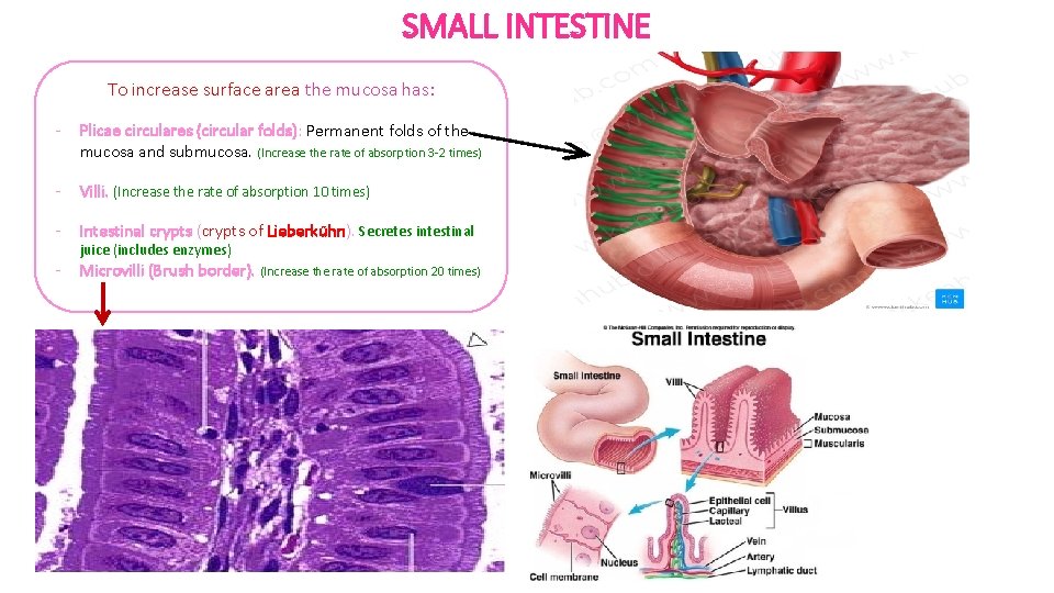 SMALL INTESTINE To increase surface area the mucosa has: - Plicae circulares (circular folds):