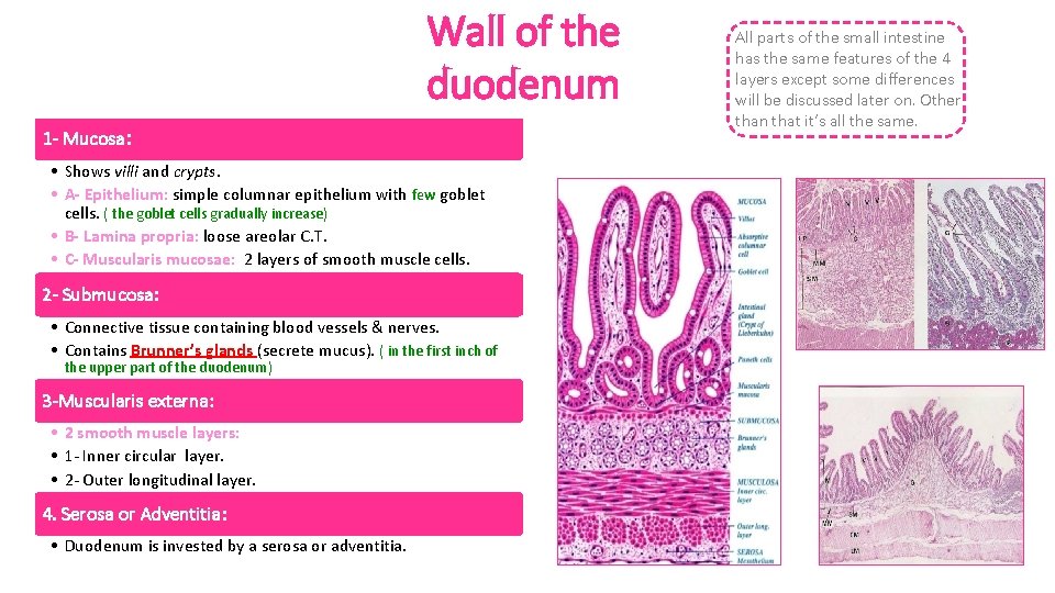 Wall of the duodenum 1 - Mucosa: • Shows villi and crypts. • A-