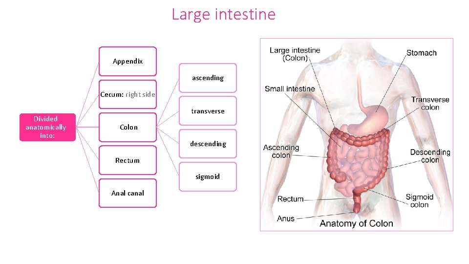 Large intestine Appendix ascending Cecum: right side Divided anatomically into: transverse Colon descending Rectum