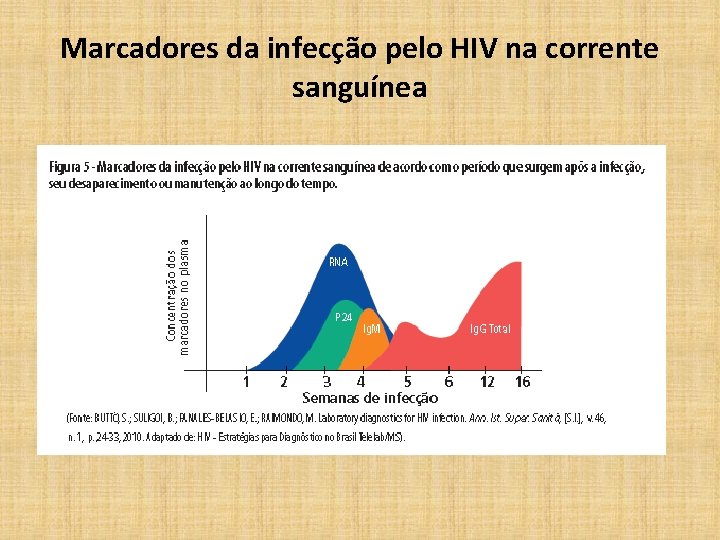 Marcadores da infecção pelo HIV na corrente sanguínea 