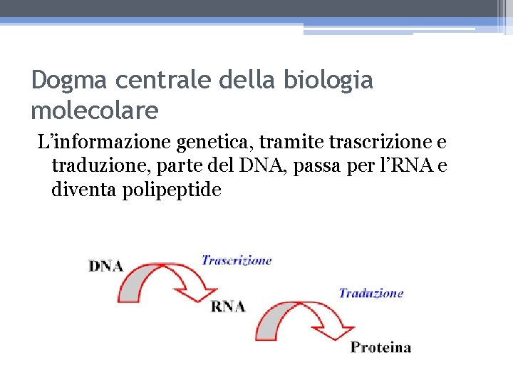 Dogma centrale della biologia molecolare L’informazione genetica, tramite trascrizione e traduzione, parte del DNA,
