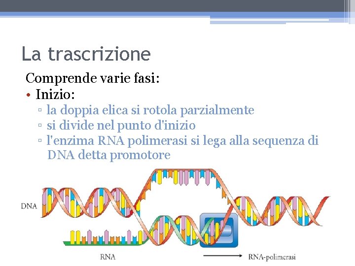 La trascrizione Comprende varie fasi: • Inizio: ▫ la doppia elica si rotola parzialmente