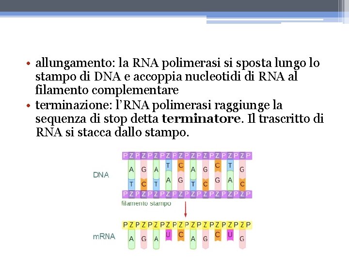  • allungamento: la RNA polimerasi si sposta lungo lo stampo di DNA e