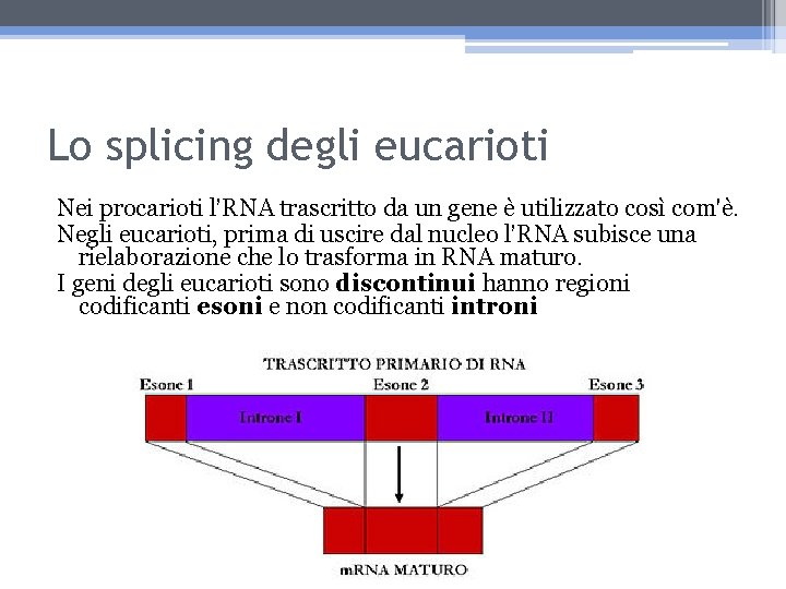 Lo splicing degli eucarioti Nei procarioti l’RNA trascritto da un gene è utilizzato così