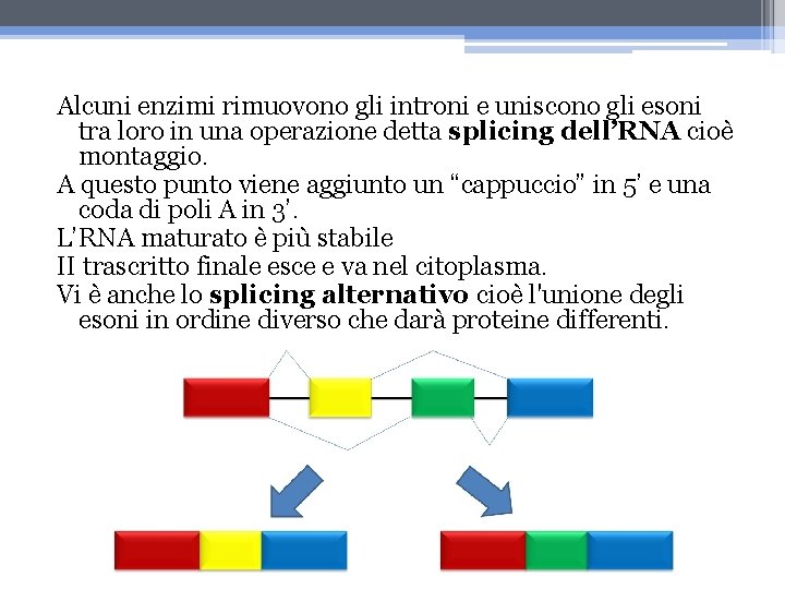 Alcuni enzimi rimuovono gli introni e uniscono gli esoni tra loro in una operazione