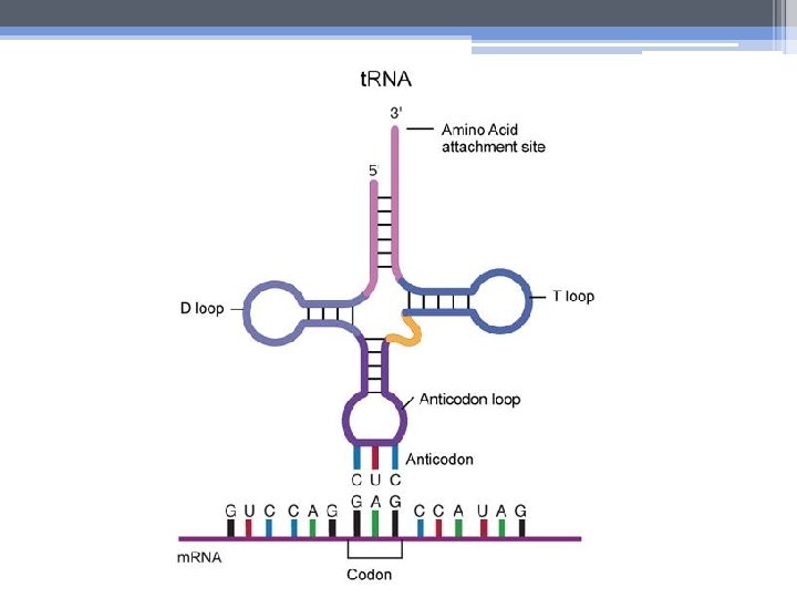 RNA 