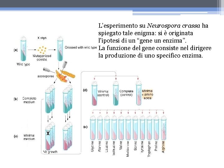 L’esperimento su Neurospora crassa ha spiegato tale enigma: si è originata l'ipotesi di un