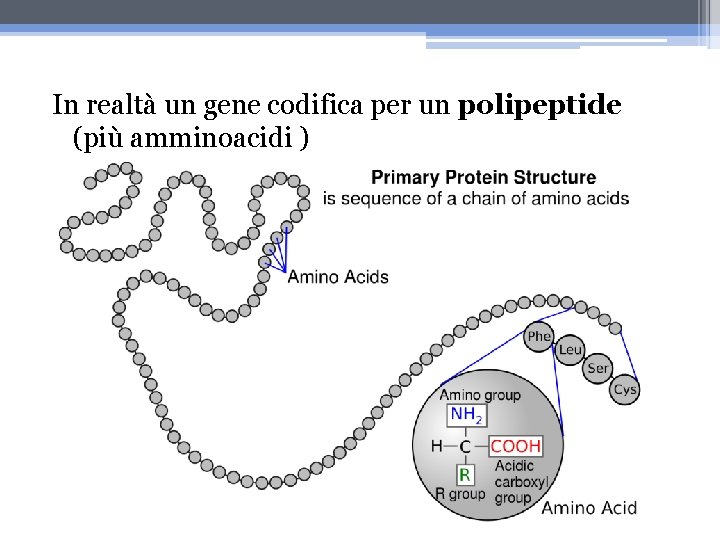 In realtà un gene codifica per un polipeptide (più amminoacidi ) 