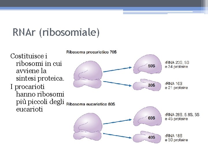 RNAr (ribosomiale) Costituisce i ribosomi in cui avviene la sintesi proteica. I procarioti hanno