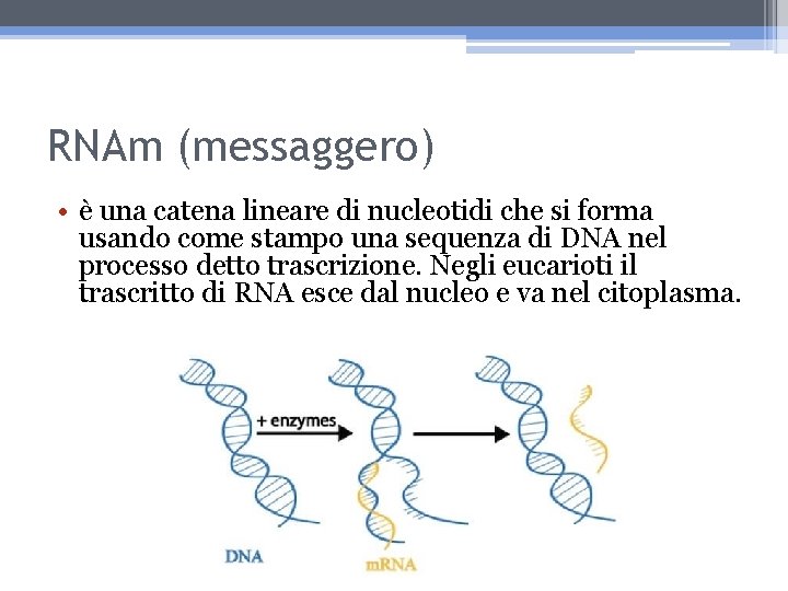 RNAm (messaggero) • è una catena lineare di nucleotidi che si forma usando come