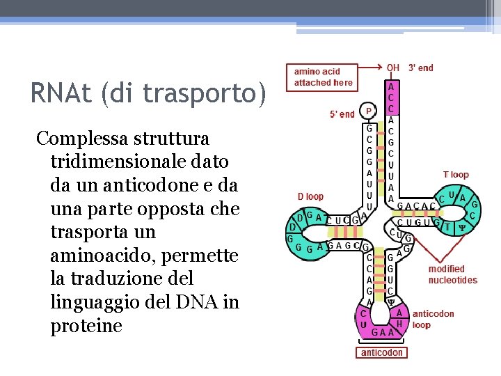 RNAt (di trasporto) Complessa struttura tridimensionale dato da un anticodone e da una parte