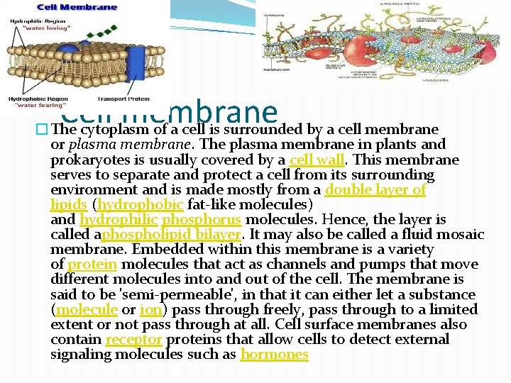 Cell membrane �The cytoplasm of a cell is surrounded by a cell membrane or