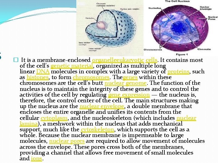 s � It is a membrane-enclosed organelleeukaryotic cells. It contains most of the cell's