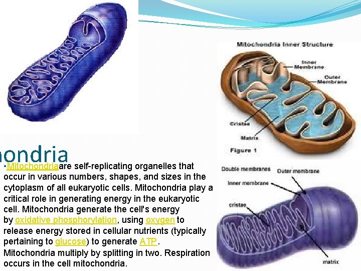 hondria • Mitochondriaare self-replicating organelles that occur in various numbers, shapes, and sizes in