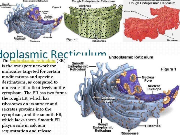 doplasmic Recticulum The endoplasmic reticulum (ER) is the transport network for molecules targeted for