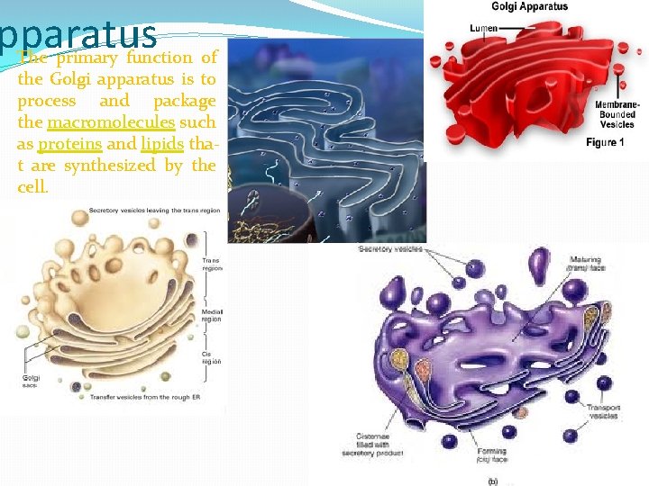 pparatus The primary function of the Golgi apparatus is to process and package the