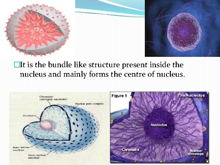 Nucleoid �It is the bundle like structure present inside the nucleus and mainly forms