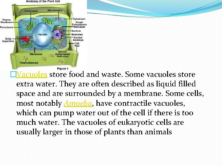 Vacuoles �Vacuoles store food and waste. Some vacuoles store extra water. They are often