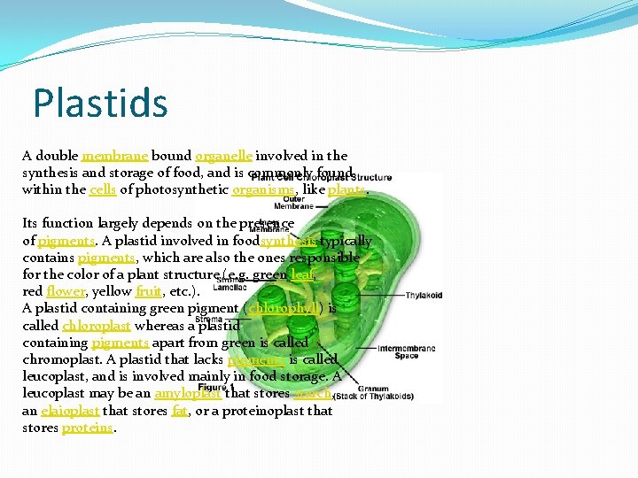 Plastids A double membrane bound organelle involved in the synthesis and storage of food,