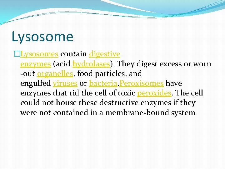 Lysosome �Lysosomes contain digestive enzymes (acid hydrolases). They digest excess or worn -out organelles,
