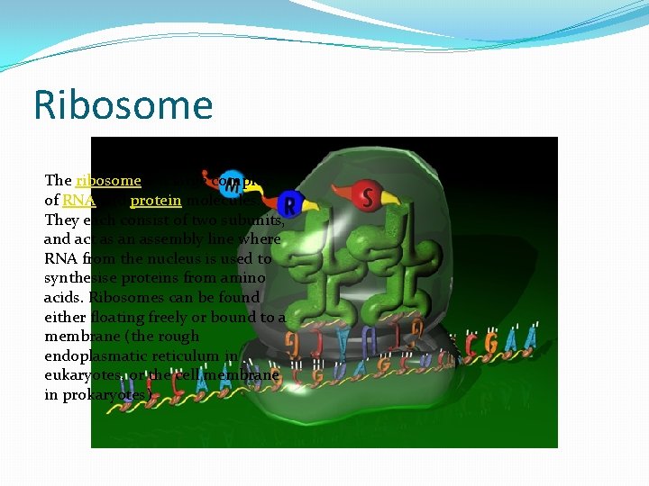 Ribosome The ribosome is a large complex of RNA and protein molecules. They each