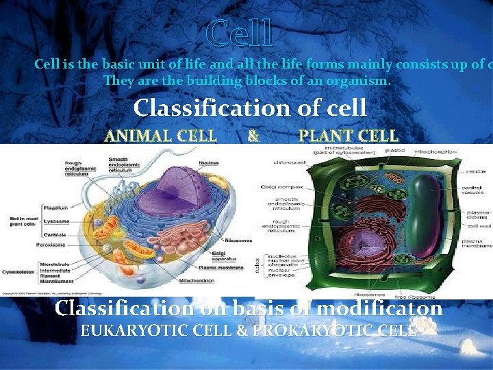 Cell is the basic unit of life and all the life forms mainly consists