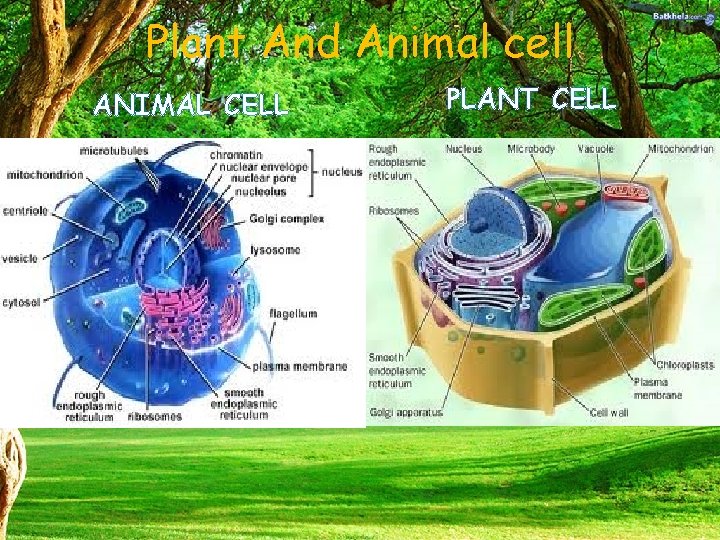 Plant And Animal cell ANIMAL CELL PLANT CELL 