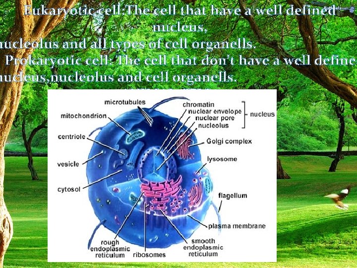 Eukaryotic cell: The cell that have a well defined nucleus, nucleolus and all types