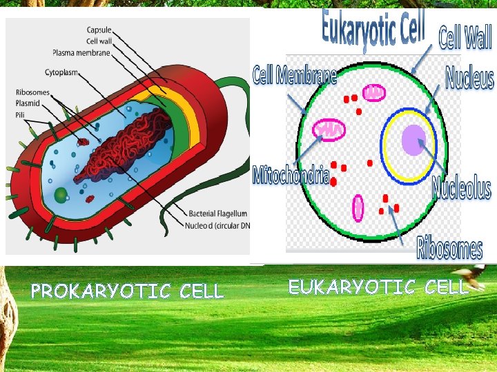 PROKARYOTIC CELL EUKARYOTIC CELL 