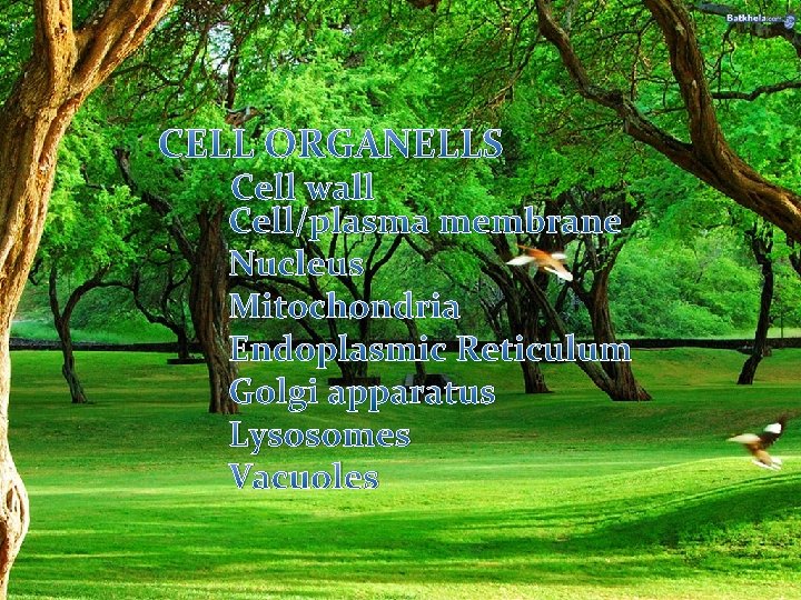 CELL ORGANELLS Cell wall Cell/plasma membrane Nucleus Mitochondria Endoplasmic Reticulum Golgi apparatus Lysosomes Vacuoles