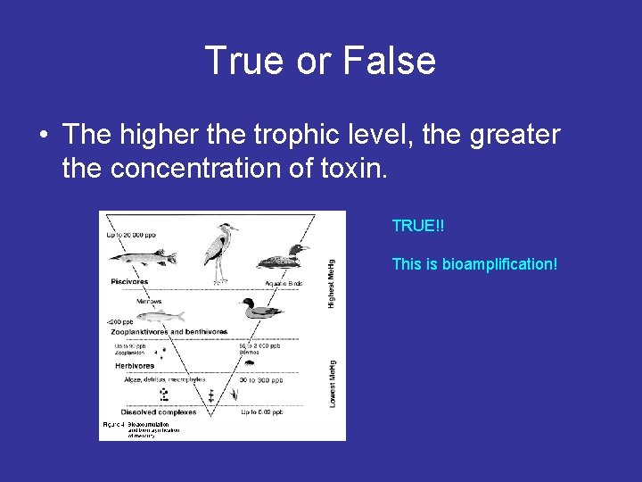 True or False • The higher the trophic level, the greater the concentration of
