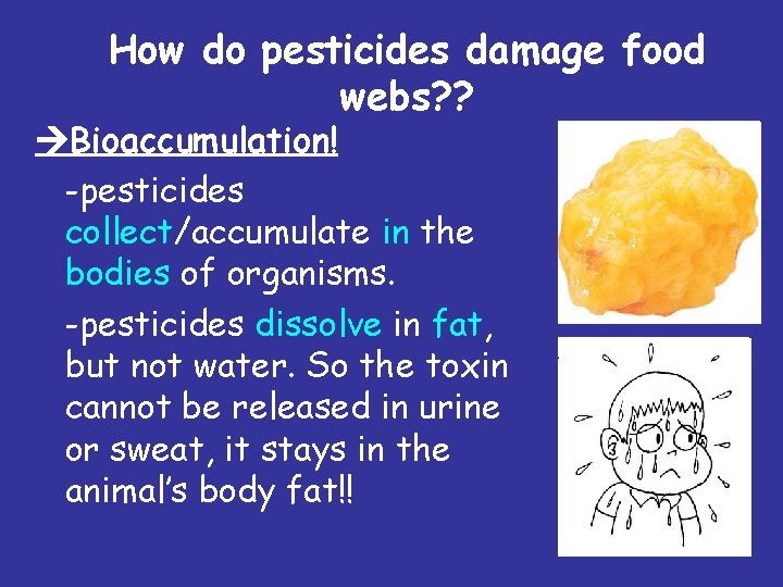 How do pesticides damage food webs? ? Bioaccumulation! -pesticides collect/accumulate in the bodies of