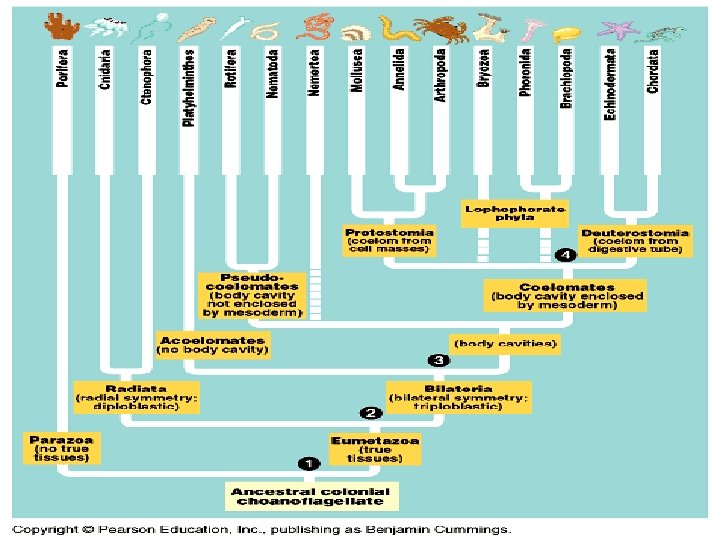 Introduction to Animal Evolution Def an i mal