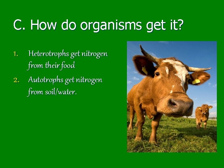 C. How do organisms get it? 1. Heterotrophs get nitrogen 2. from their food