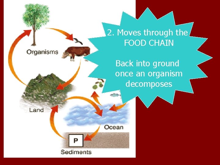2. Moves through the FOOD CHAIN Back into ground once an organism decomposes 