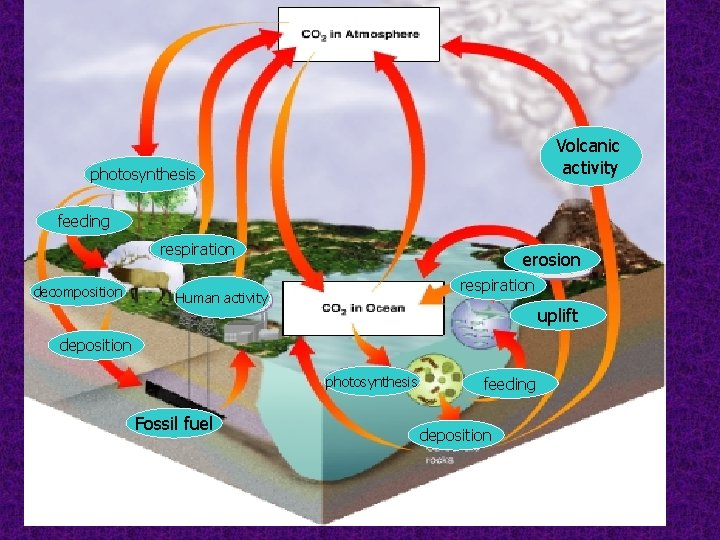 Volcanic activity photosynthesis feeding respiration decomposition erosion respiration Human activity uplift deposition photosynthesis Fossil