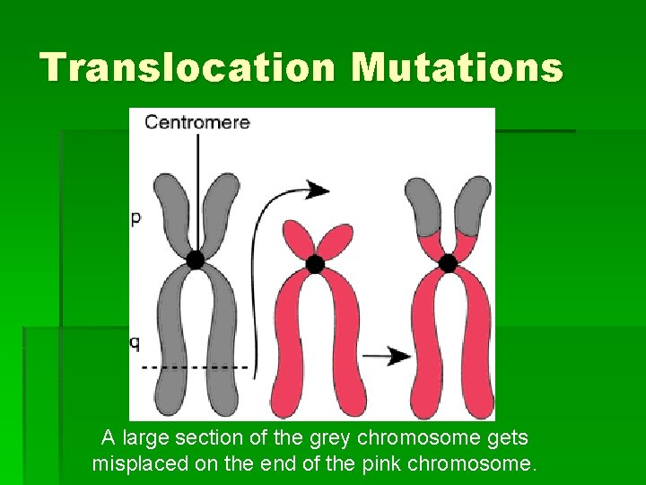 Types of Mutations Not these Point Mutations One
