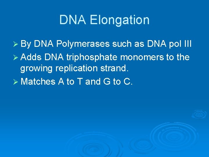 DNA Elongation Ø By DNA Polymerases such as DNA pol III Ø Adds DNA