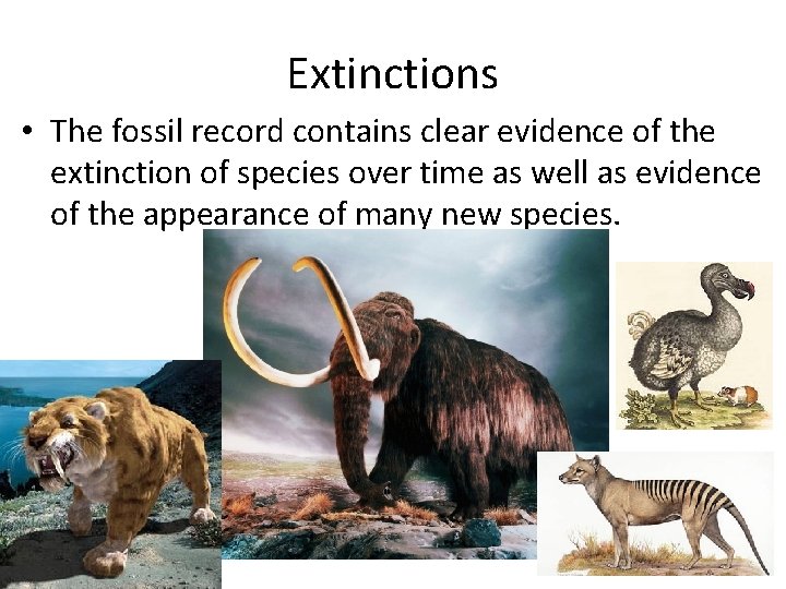 Extinctions • The fossil record contains clear evidence of the extinction of species over