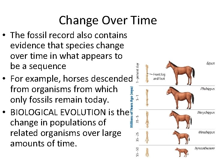 Change Over Time • The fossil record also contains evidence that species change over
