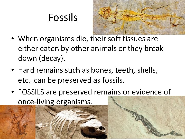 Fossils • When organisms die, their soft tissues are either eaten by other animals