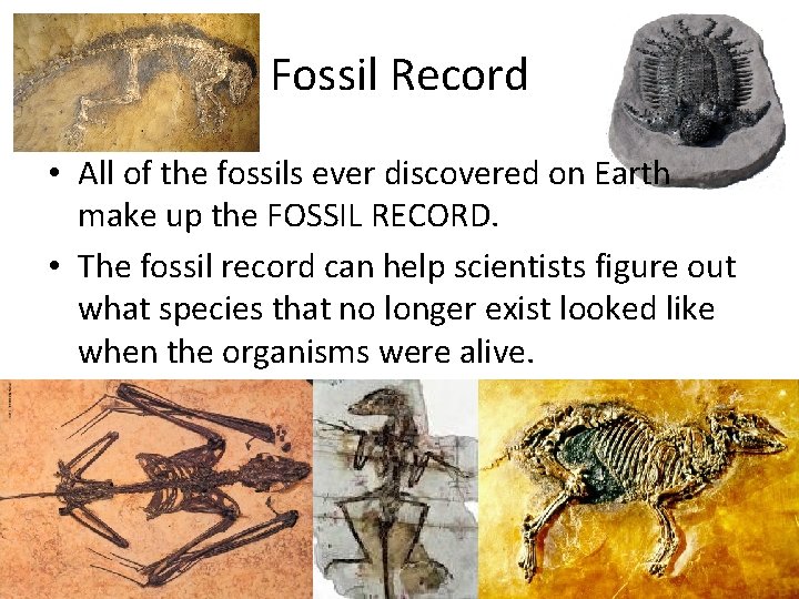 Fossil Record • All of the fossils ever discovered on Earth make up the