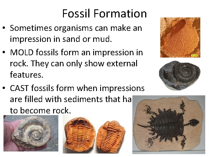 Fossil Formation • Sometimes organisms can make an impression in sand or mud. •