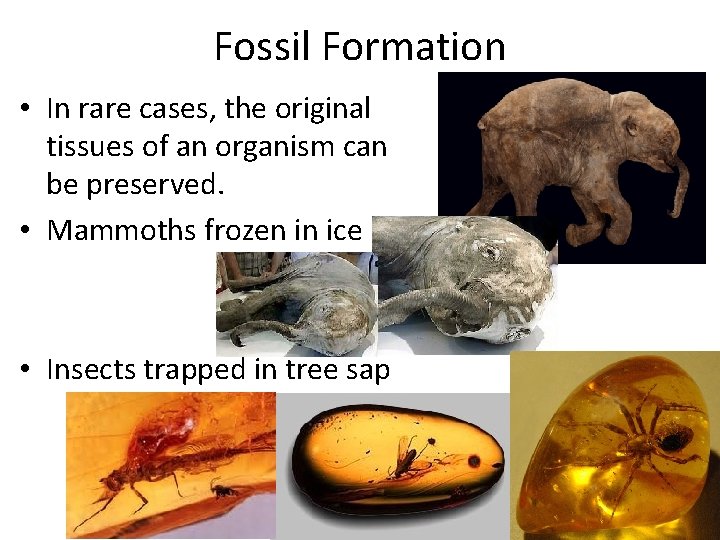 Fossil Formation • In rare cases, the original tissues of an organism can be