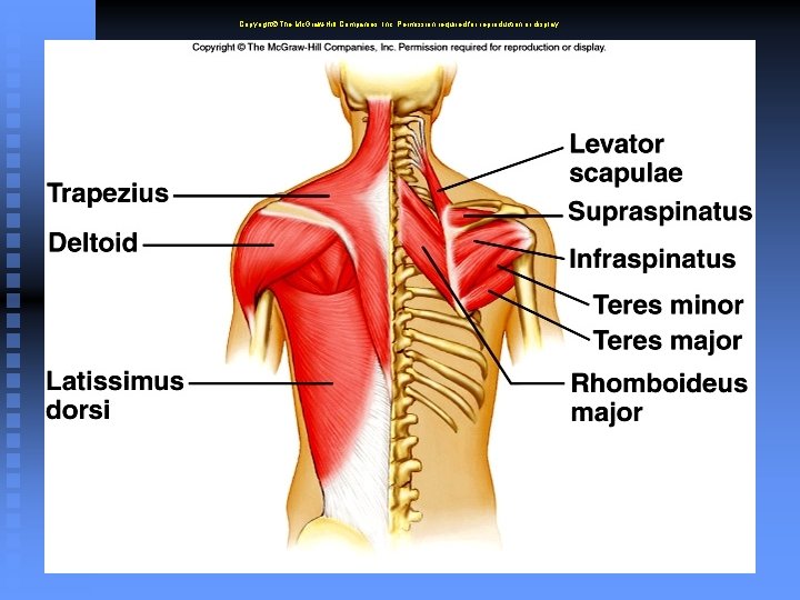 Copyright The Mc. Graw-Hill Companies, Inc. Permission required for reproduction or display. 6 -