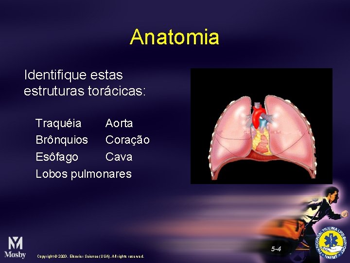 Anatomia Identifique estas estruturas torácicas: Traquéia Aorta Brônquios Coração Esôfago Cava Lobos pulmonares 5