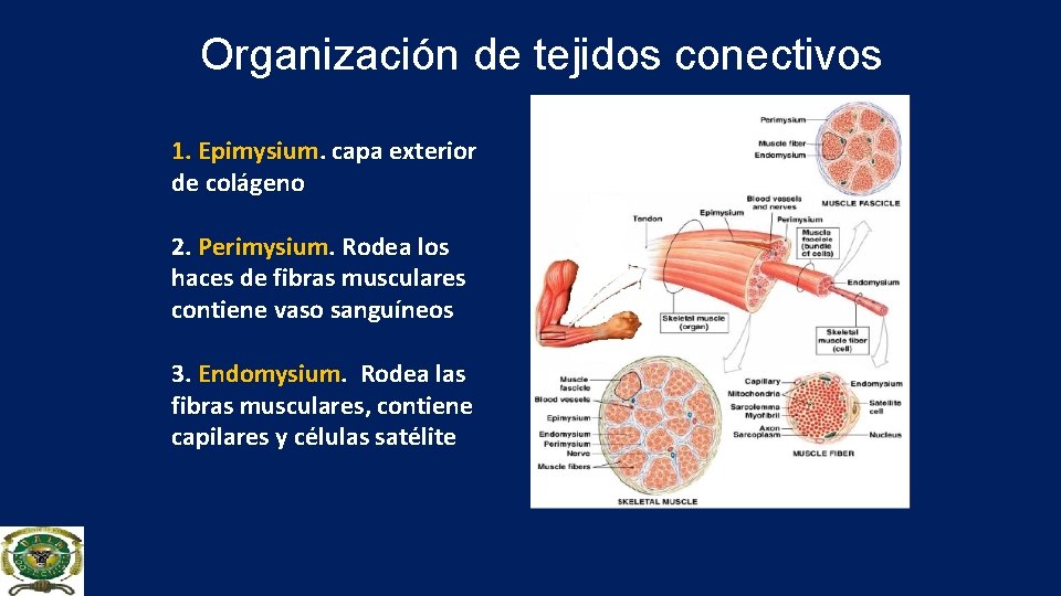 Organización de tejidos conectivos 1. Epimysium. capa exterior de colágeno 2. Perimysium. Rodea los
